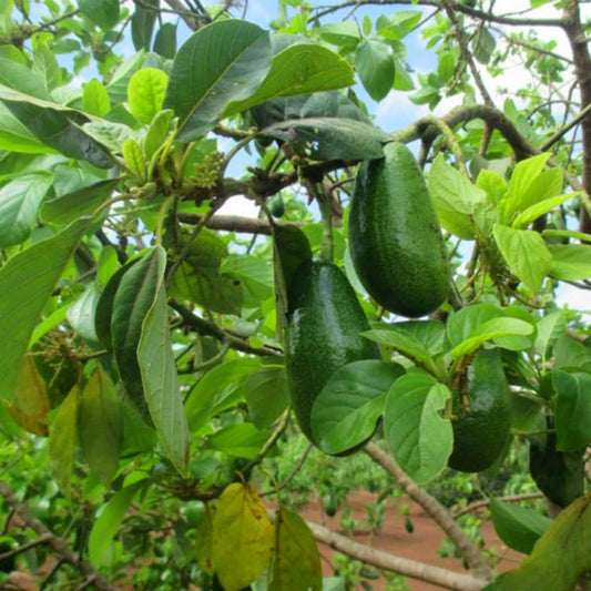 HASS Avocado Tree Live Plant, Avocado Fruit Tree 1-2 feet in 3 Gallon, Outdoor Planting, No Ship to CA