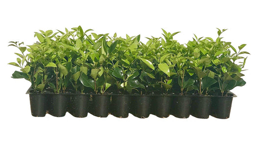 Ligustrum Waxleaf Privet - 15 Live Plants - Evergreen Privacy Hedge