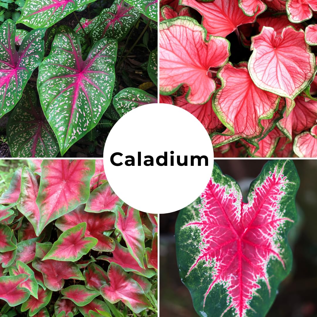 Dragon Heart Caladium Bulbs for Planting - Perennial Hosta, Elephant Ears, Fancy (6 Bulbs)