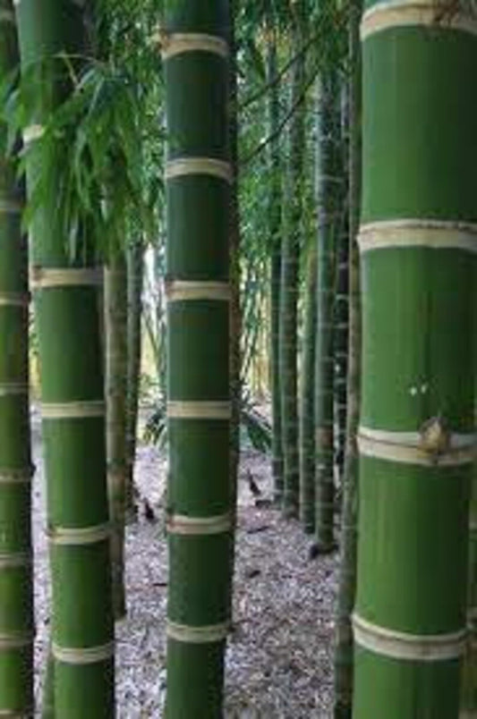50 Guadua Bamboo Seeds Perennial Ornamental Seed Privacy
