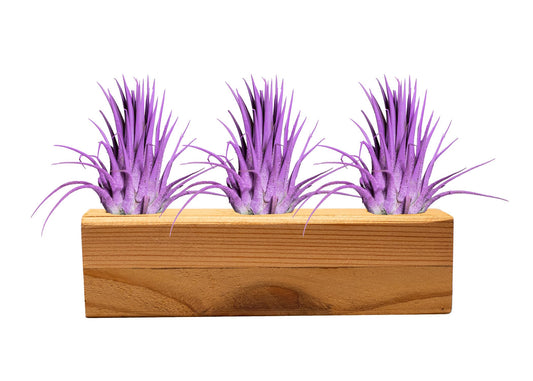 Air Plants 3 Pack - Tillandsia Ionantha - 3 Hole Planter - Organically Enhanced Color - Live Arrival Guaranteed - House Plants for Home Decor & Gift (3Pk + Black Planter) (3pk Lavender + Tan 3 Hole)