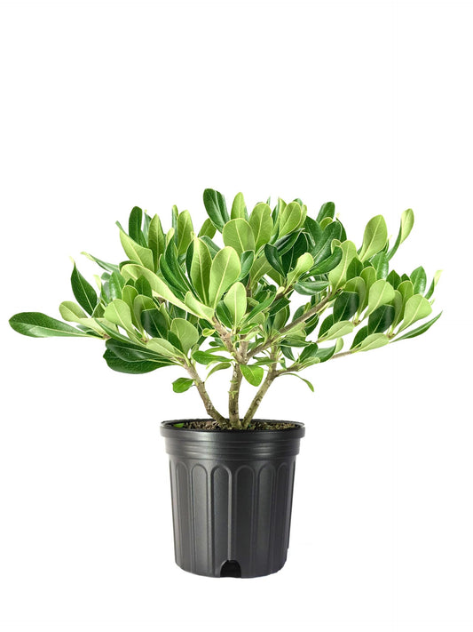 Pittosporum Compact Green I 1 Large Trade Gallon Size Plant I Pittosporum Tobira I Live Evergreen Shrub for Year-Round Foliage, Ideal for Hedges, Borders, and Decorative Planting
