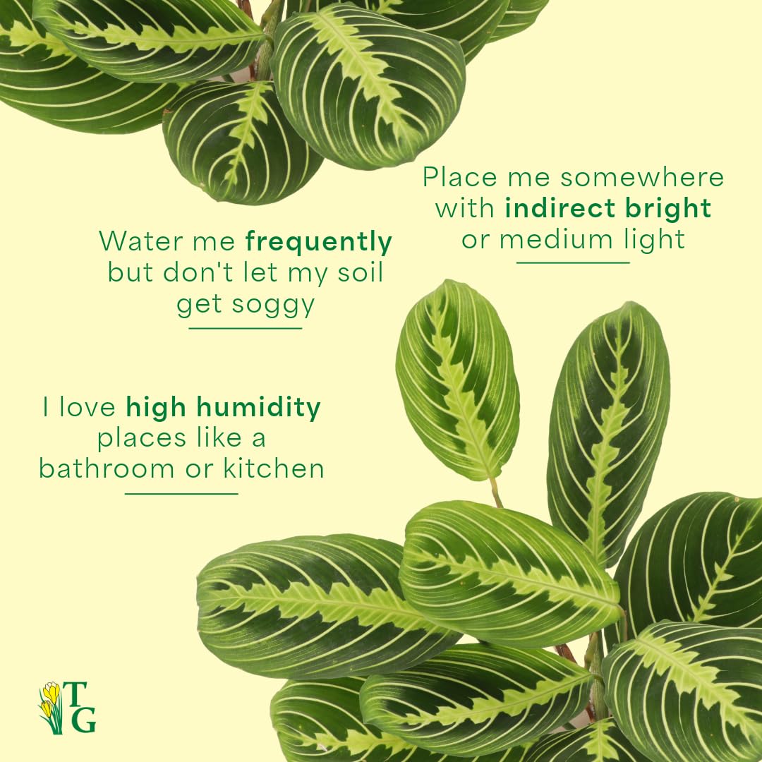Thorsen's Greenhouse Lemon Lime Prayer Plant, Live Indoor Plant, Pet Friendly, Attractive Houseplant, Lemon Maranta, Natural Air Purifier, Easy to Grow, 4" Diameter Pot (Sage)