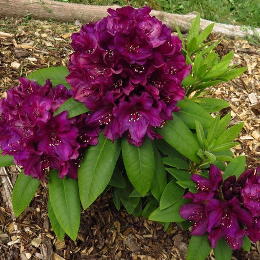 Live Plant - POLARNANCHT RhododendronWell Rooted Starter Plant