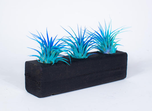Air Plants 3 Pack - Tillandsia Ionantha - 3 Hole Planter - Organically Enhanced Color - Live Arrival Guaranteed - House Plants for Home Decor & Gift (3PK Blue Turq + Planter)