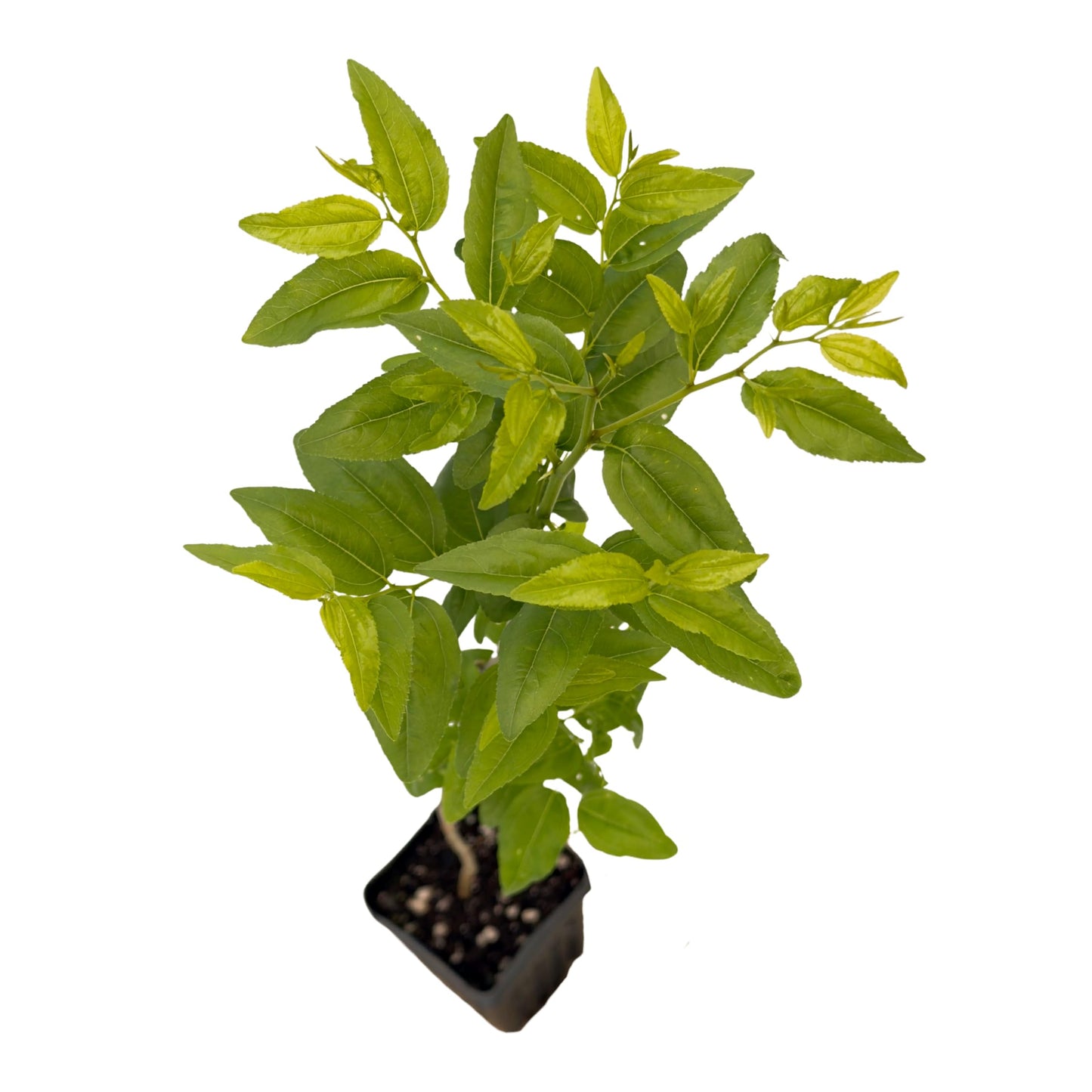 Jujube GA-866-1 Plant - Edible Fruit Tree