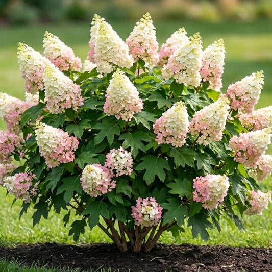 Oakleaf White to Red Pink Hydrangea Plant Live Tree, Rare Color, 4" Pot, Perennial and Hardy Blooming Shrub for Garden Spring Planting