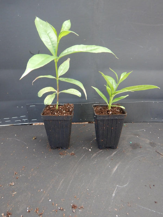 Live Plant - Brown Bud Allamanda Hendersonii Vine Plant Tropical Yellow Big Bell Flower
