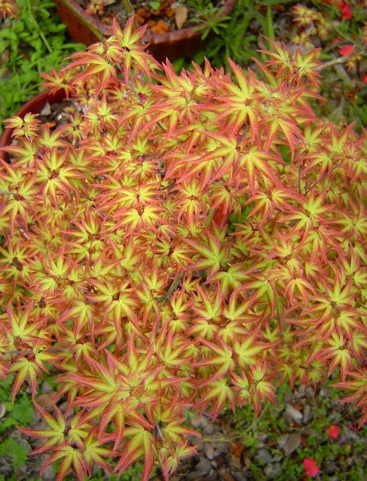 Tatoo Dwarf Japanese Maple 2 - Year Live Plant