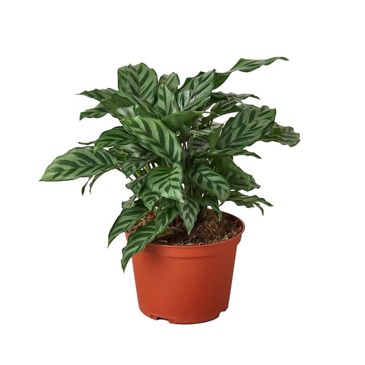 Calathea Coincinna Freddie | Live Plant for Indoor & Outdoor | for Living Room, Office, Bathroom | (6" Pot)