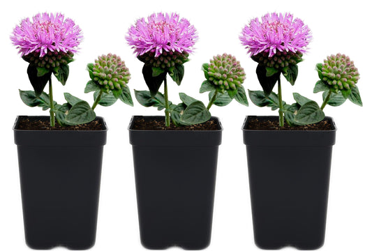 Coyote Mint 3 Live Plants (Monardella villosa) – California Native Wildflower for Outdoor Gardens, Drought Tolerant Pollinator Friendly Landscaping