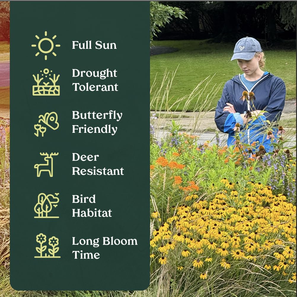 Frogfruit 3 Live Plants (Phyla nodiflora) – Native Groundcover for Pollinator Gardens & Lawn Alternative, Low Growing Perennial, Drought Tolerant, Full Sun Landscaping Plant