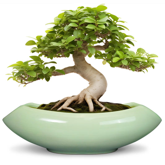 Teagas Ceramic Bonsai Pots - Large Succulent Planter 18 Inch Plant Pot Indoor Succulent Pot with Drainage Hole Outdoor Planter Bonsai Tree Pot for House Home Garden Decor Green