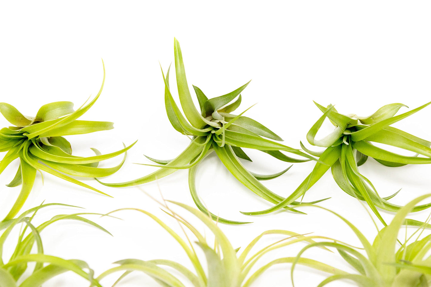 Air Plants The Inca Collection - Live Succulent House Plants - Available in Wholesale and Bulk - Home and Garden Decor - Easy Care Indoor/Outdoor Air Plant (Pack of 3)