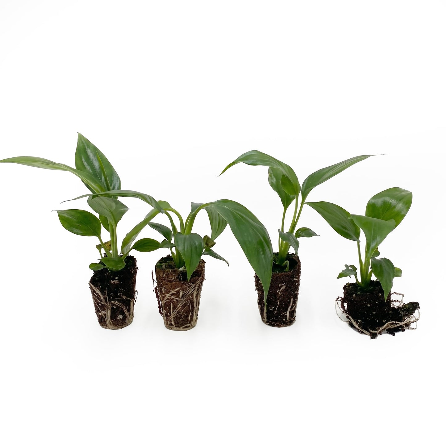 Live Spathiphyllum '7th Heaven' Plant - '7th Heaven Peace Lily' - ragnaroc Tropical Plant 2-8" Tall - 4ct - Live Arrival Guaranteed - House Plants for Home Décor & Gift