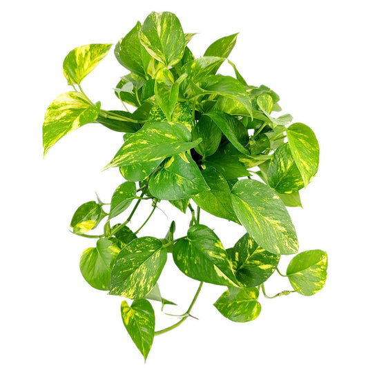 Pothos Golden (6 inch) - Lucky Houseplants - 4/6 inch Unique Live Decorative Houseplants - Easy to Care Indoor Plants, Perfect for Office, Home & Feng Shui Decor