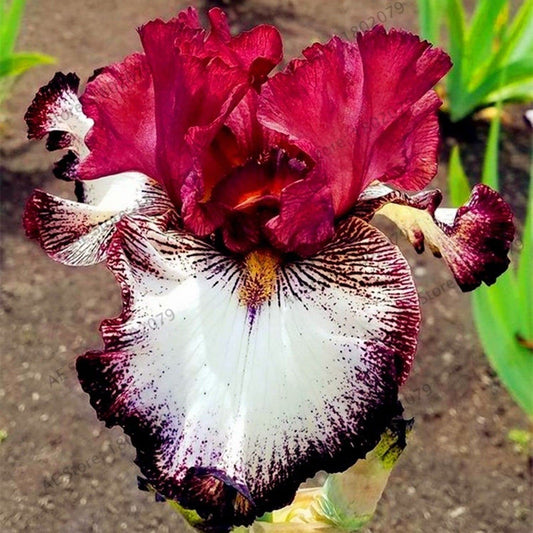 Splended Colorful German Bearded Iris Mix, Rhizome, Bulb, Root