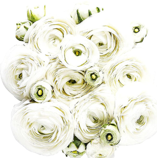 White French Peony Ranunculus - 12 Largest Size Corms, Premium Bulbs for Growing Flowers, Stunning White Blooms, Ideal for Garden Beds, Perfect for Spring Planting