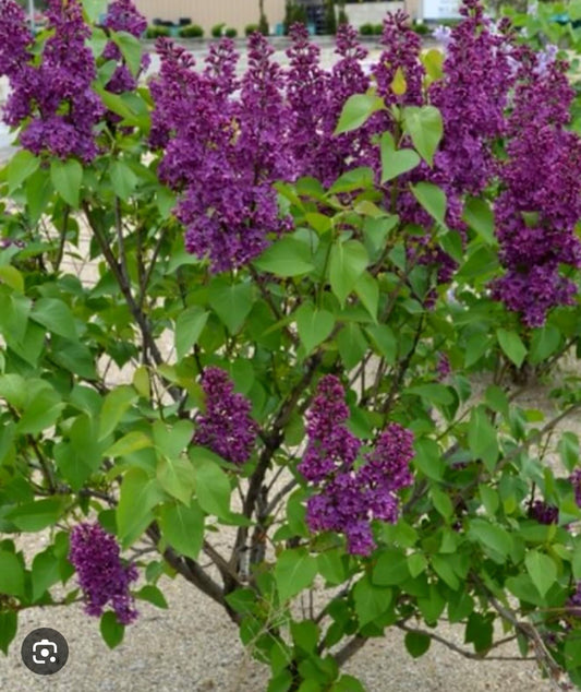 Live Plant - Congo LilacSyringa VulgarisSmall Well Rooted Starter Plant4-8” Tall