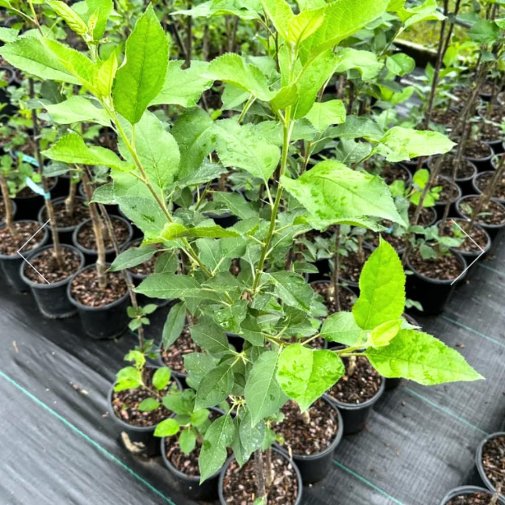 Pink Apple Tree Live Plant, Sweet Apple Plant Live for Planting, 2-3 Feet Height, Bareroot, Live Apple Tree Plant, Sweet Apple Fruit Tree