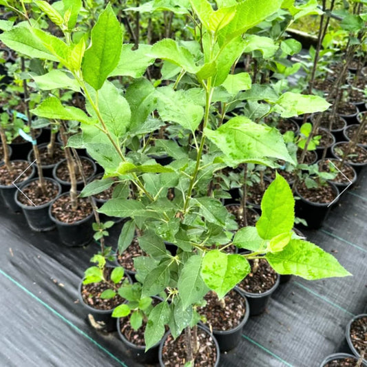Pink Apple Tree Live Plant, Sweet Apple Plant Live for Planting, 2-3 Feet Height, Bareroot, Live Apple Tree Plant, Sweet Apple Fruit Tree