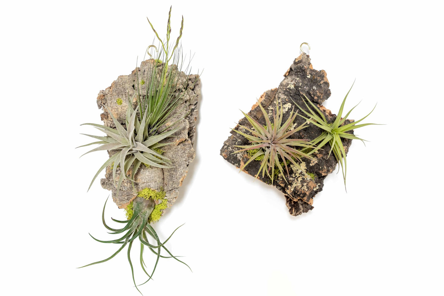 Air Plant Shop Fully Assembled Air Plant Cork Bark Displays - Wholesale and Bulk - Succulents - Live Tillandsia - Easy Care Indoor and Outdoor House Plants (Small)