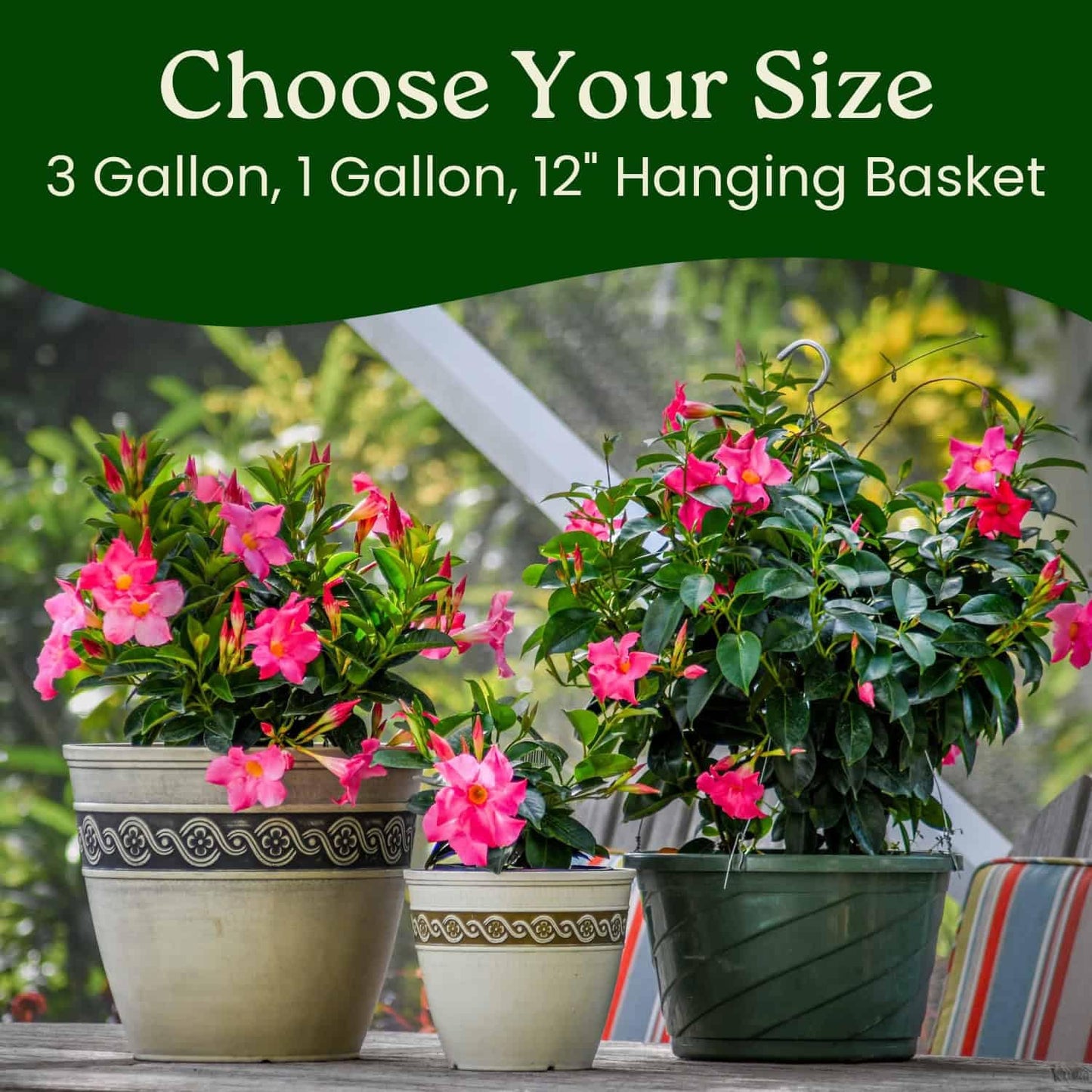Tropical Plants of Florida Pink Dipladenia Hanging Basket 12 Inch Live Flowering Plant, 14 Inch Wide by 18 Inch Tall, Vibrant Pink Patio Porch Balcony Blooms