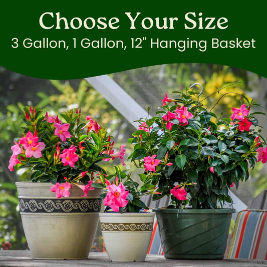 Tropical Plants of Florida Pink Dipladenia Live Plant - 1 Gallon 14 Inch Tall Tropical Flowering Bush Indoor Outdoor Patio Plant Mandevilla