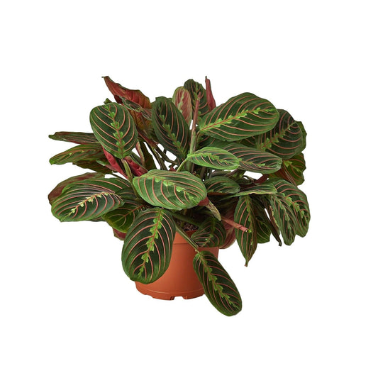 Maranta Red Prayer | Live Plant for Indoor & Outdoor | for Living Room, Office, Bathroom | (6" Pot)