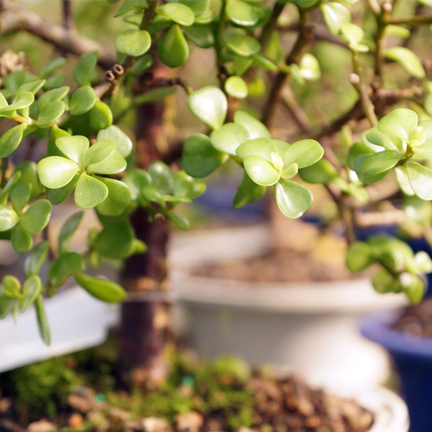 Brussel's Bonsai - Live Dwarf Jade Bonsai Tree with Ceramic Bonsai Pot & Humidity Tray, Indoor Bonsai Plant, 3 Years Old, 5-8 Inches Tall, Easy Care Houseplant for Home or Office (Small, Green)