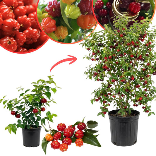 Cherry Plant Live 4-8 Inch, Edible, Sweet, High Yielding Fruit Tree, Container and Garden Planting, No Pot (Surinam Cherry)