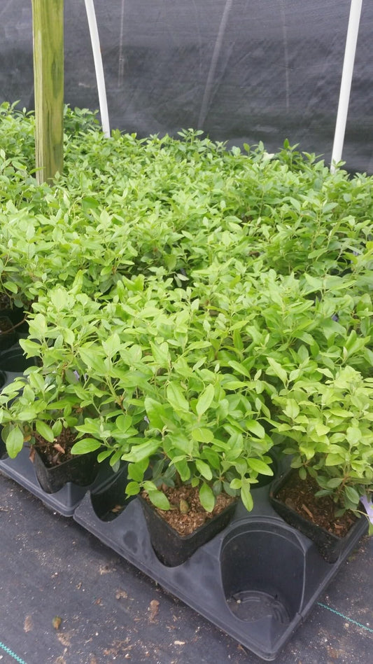 Live Plant - Pjm Elite Lavender Rhododendron - Live Plant - (1 Qt)