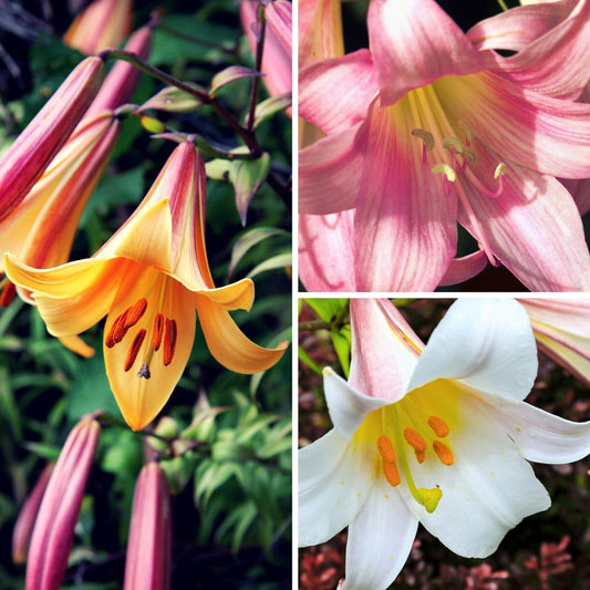 Easy to Grow Trumpet Lily 'Big Band Collection' Large Plant Bulbs (4 Pack) - Mixed Colors, Tall Fragrant Flowers in Summer Gardens