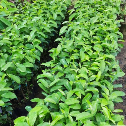 Soursop Plant Live for Planting, Annona Muricata Sweet Soursop Tree Live Plant 5-9 Inches Tall, Giant Soursop Guanabana Seedling, No Pot