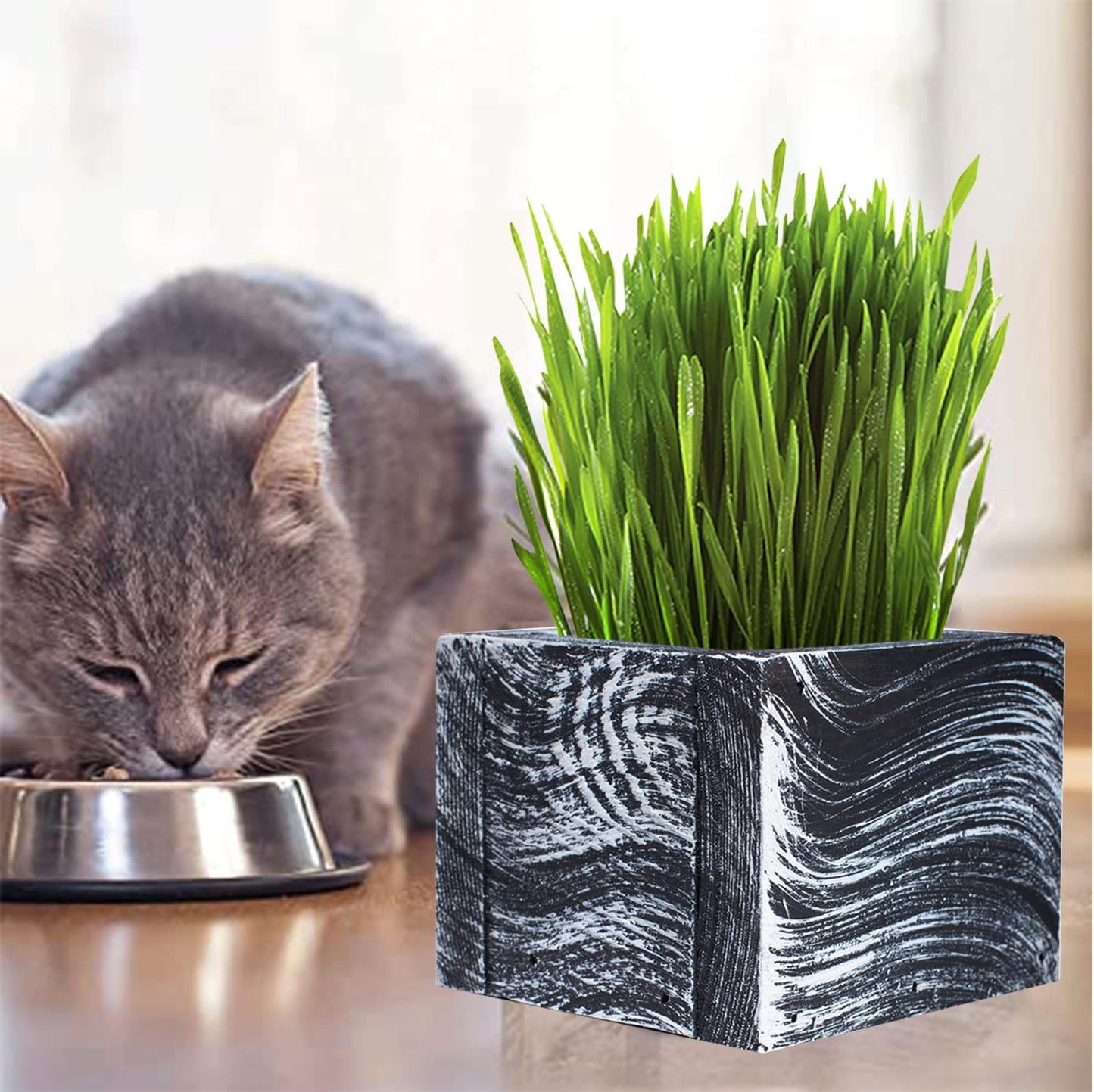 Cali Kiwi Pros Cat Grass for Indoor Cats - Christmas Organic Cat Grass Kit: 4.25" Square Planter with Organic Seeds, Soil Pucks, Hand Made in the USA (Green Gold)