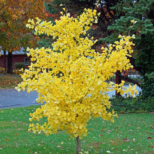 Ginkgo Biloba Tree Live Plant, Maidenhair Tree in Quart Pot, 1 Year Old Ginkgo Tree for Outdoor Planting, Yellow Leaf
