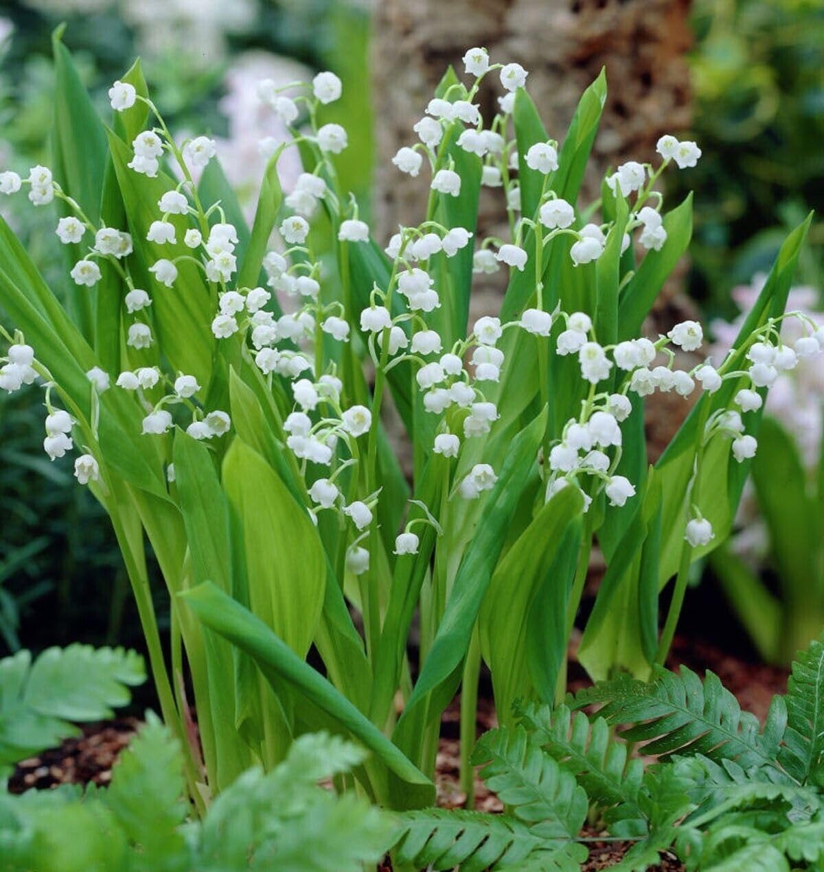Votaniki White Lily of The Valley - Fragrant, Long Lasting Blooms, Perennial (Convallaria Majalis) Lily of the Valley Bare Root for Planting | Spring Flower, Perfect for Outdoor & Indoor (25 Pack)