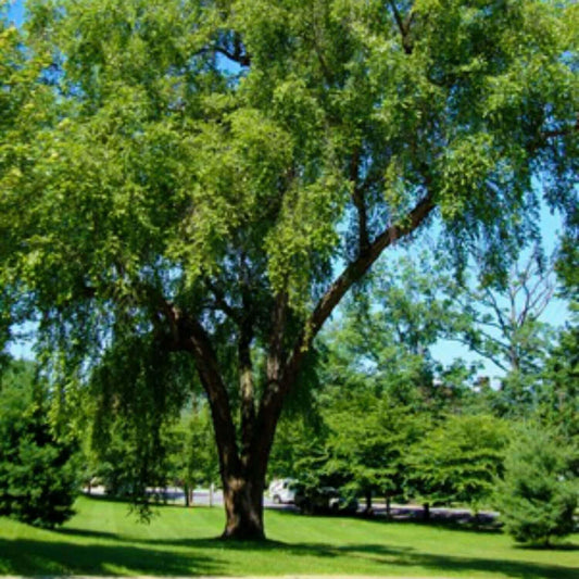 Live Plant - River Birch Tree - 24-36" Tall Live Plant - 2-3 Foot Copper Birch - Betula nigra
