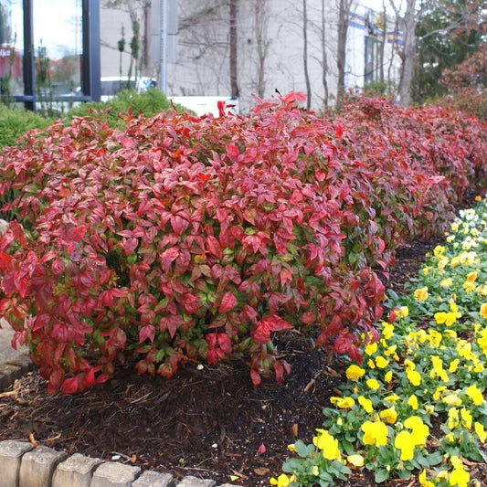 Nandina Firepower | 2 Extra Large Trade 3 Gallon Plants | Nandina Domestica 'Firepower' | Vibrant Foliage All Year | Easy to Grow