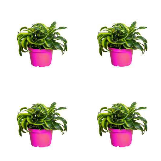4 Pack Dracaena 'Tornado' in 6in Pot - Live Plants Tropical Houseplants | Variegated | USA Growers | The Snobby Leaf