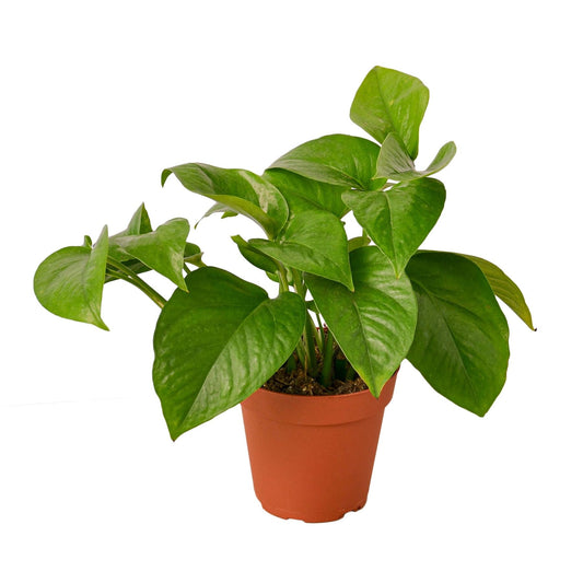 Pothos 'Green Queen' | Live Plant for Indoor & Outdoor | for Living Room, Office, Bathroom | (6" Pot)