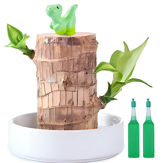 JJWYLTKB Brazilian Lucky Wood Plant,Fortune Brazil Wood Potted Plant with Dinosaur Figurine,Mini Brazil Decoration, Desk Decor for Home & Office Desktop Planter