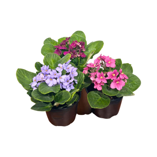 PLANTVERS Set of 3 African Violets in 4" Grow Pots | Assorted Bloom Colors | Saintpaulia Indoor Flowering Plants | Easy Care Gift-Ready Greenery for Home or Office