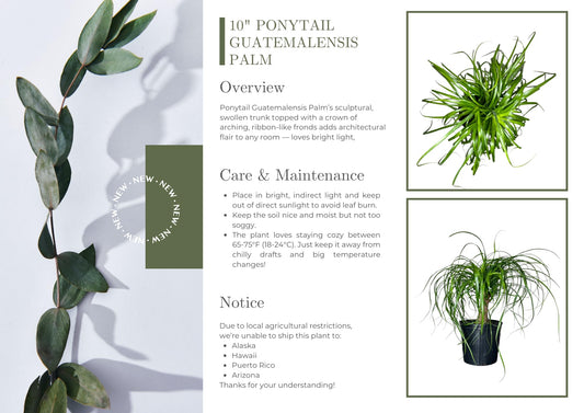 Andersen Farms Ponytail Palm ‘Elephant’s Foot’ – 10 Inches Grower Pot – Live Indoor/Outdoor Drought-Tolerant Plant – Air Purifying, Easy Care Houseplant for Home Décor