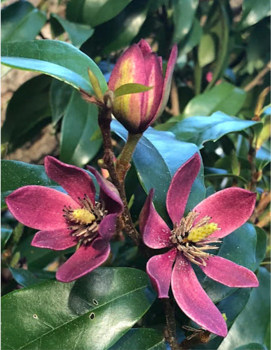 Live Plant - Stellar RubyMagnolia Hybrid TreeSMALL Starter Plant-Ruby Banana Scented Blooms