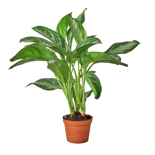 Chinese Evergreen 'Silver Bay' | Live Plant for Indoor & Outdoor | for Living Room, Office, Bathroom | (6" Pot)