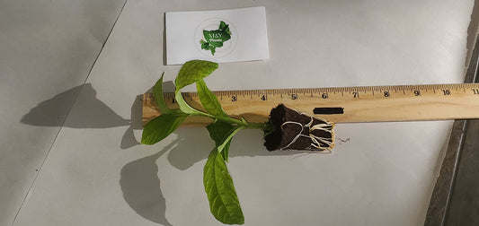 2-Live Passiflora quadrangularis 'Giant Grandilla' Starter Plants (Unable to Ship to:AZ, AK, HI, OR, PR)
