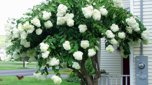 Pee Gee Hydrangea - Live Plant Shipped 2 to 3 Feet Tall by DAS Farms