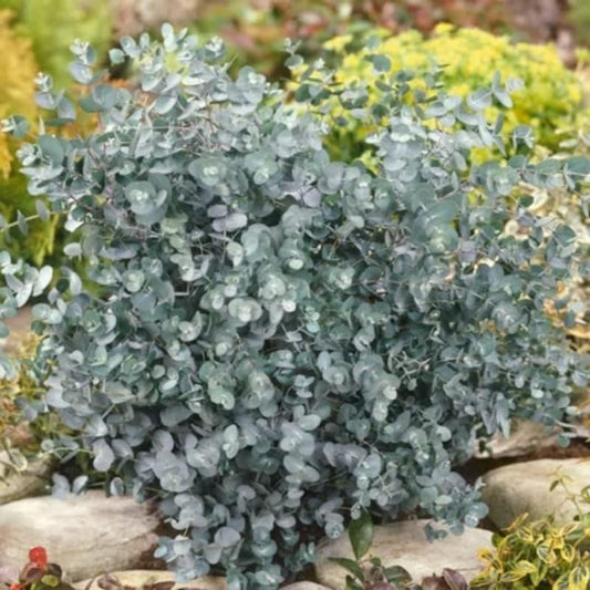 Live Eucalyptus Eucalyptus Plant Tree, Indoor Outdoor Fragrant Baby Blue Eucalyptus 5-9 Inc Tall, No Pot