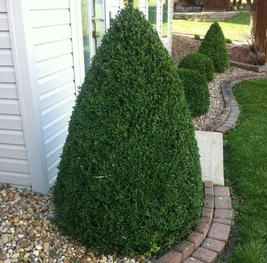 Live Plant - Green Mountain Boxwood Shrub/Bush - Live Potted Plant - 6-12" Tall - Quart Pot